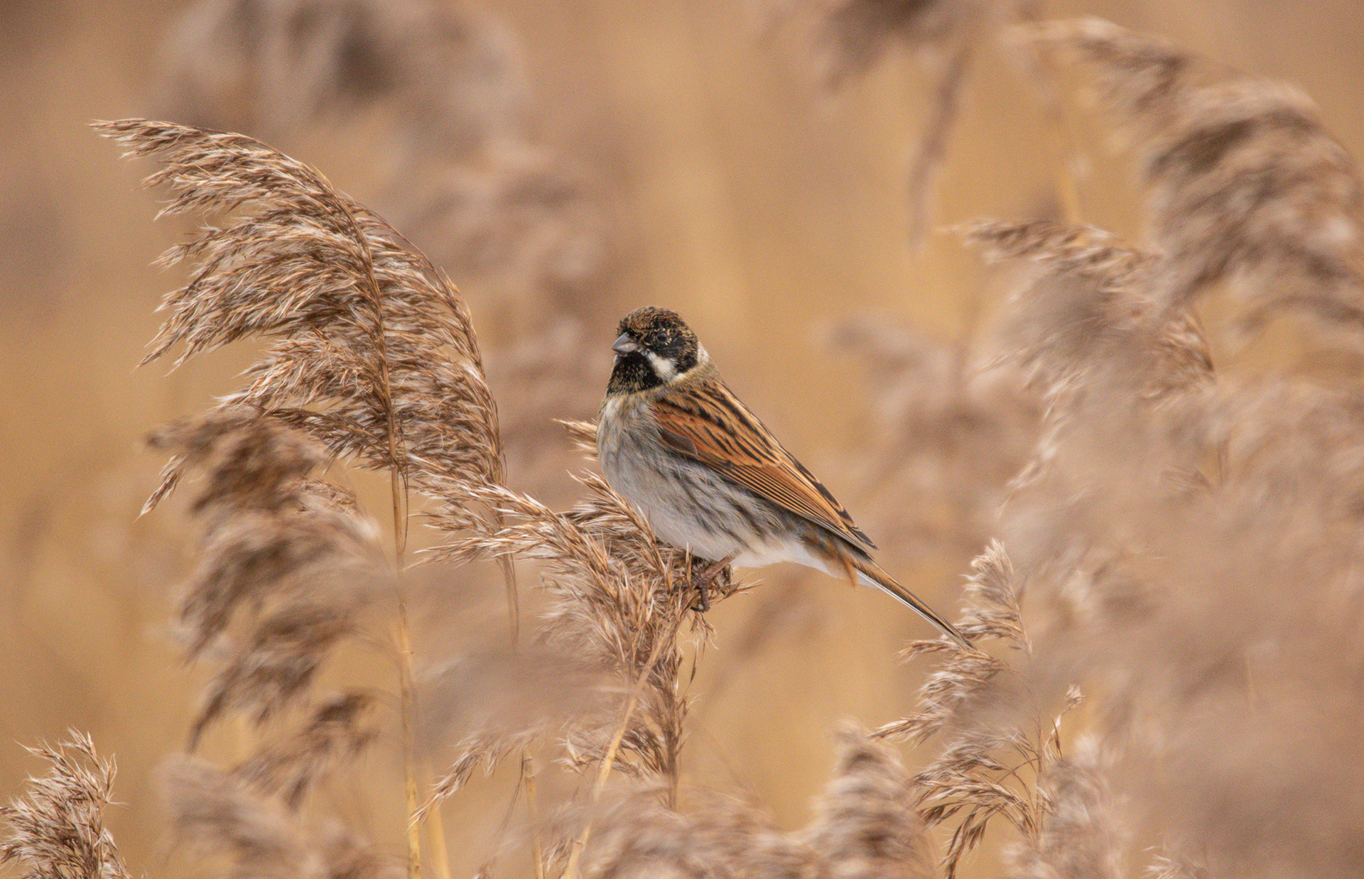 Reed Bunting