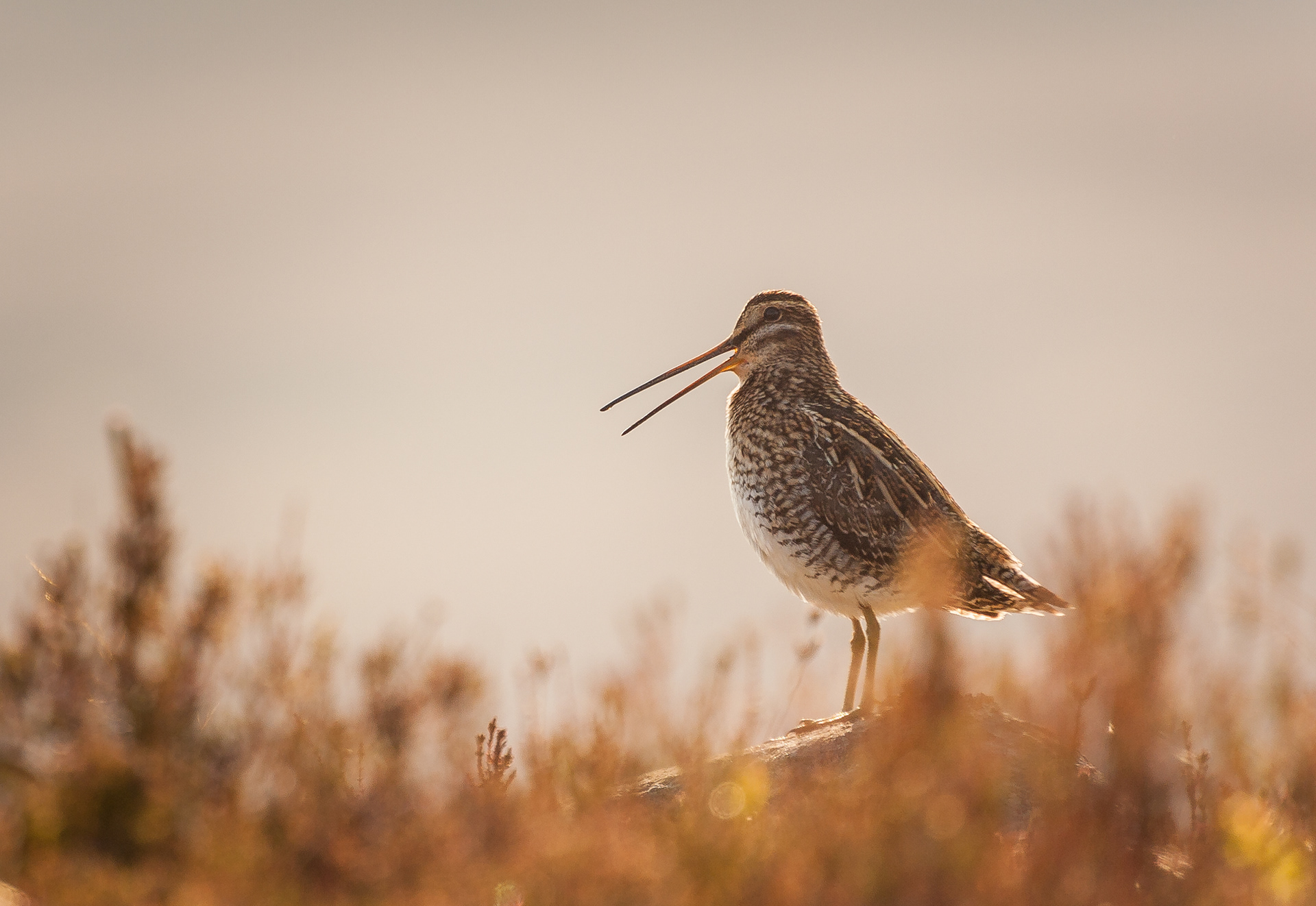 Snipe