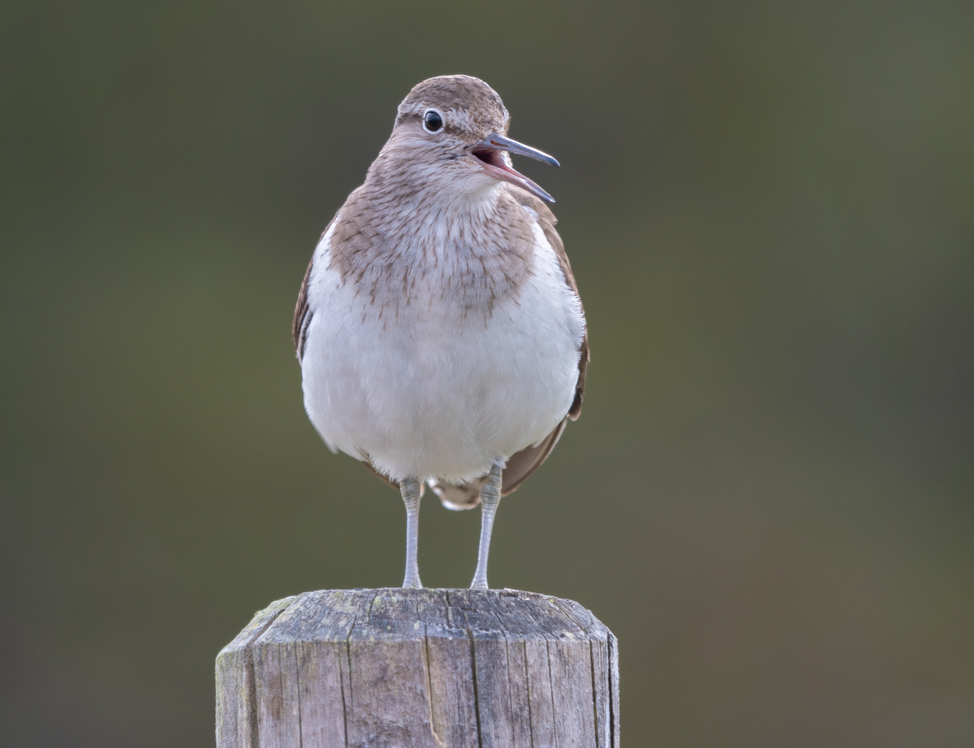 Common Sandpiper
