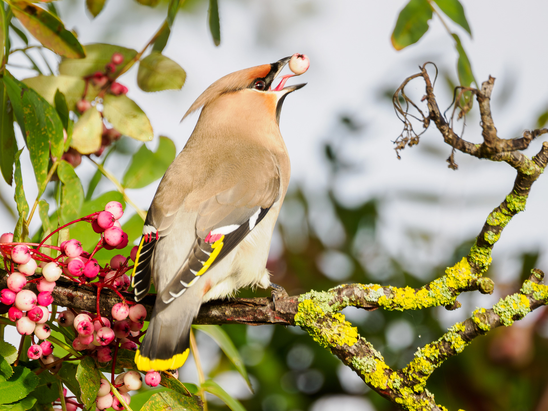 Waxwing