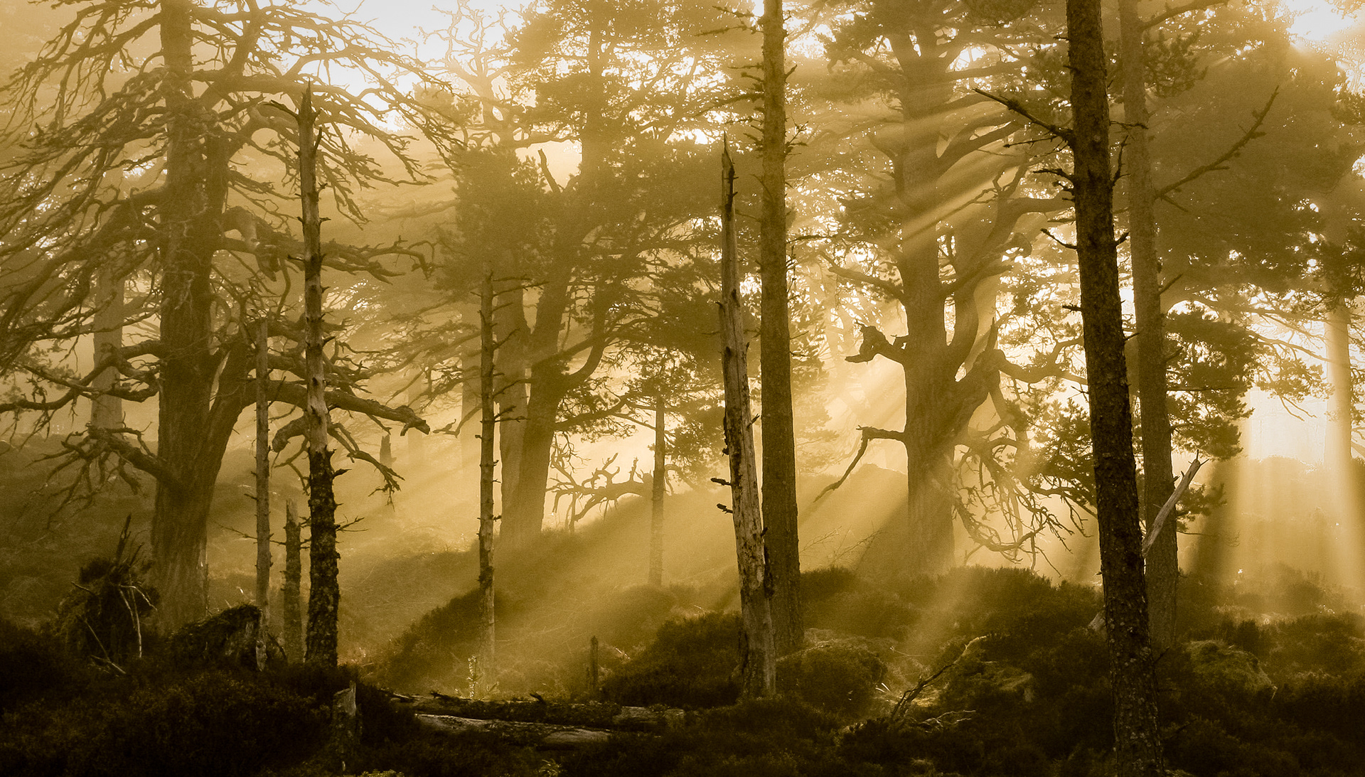 Glenmore Forest