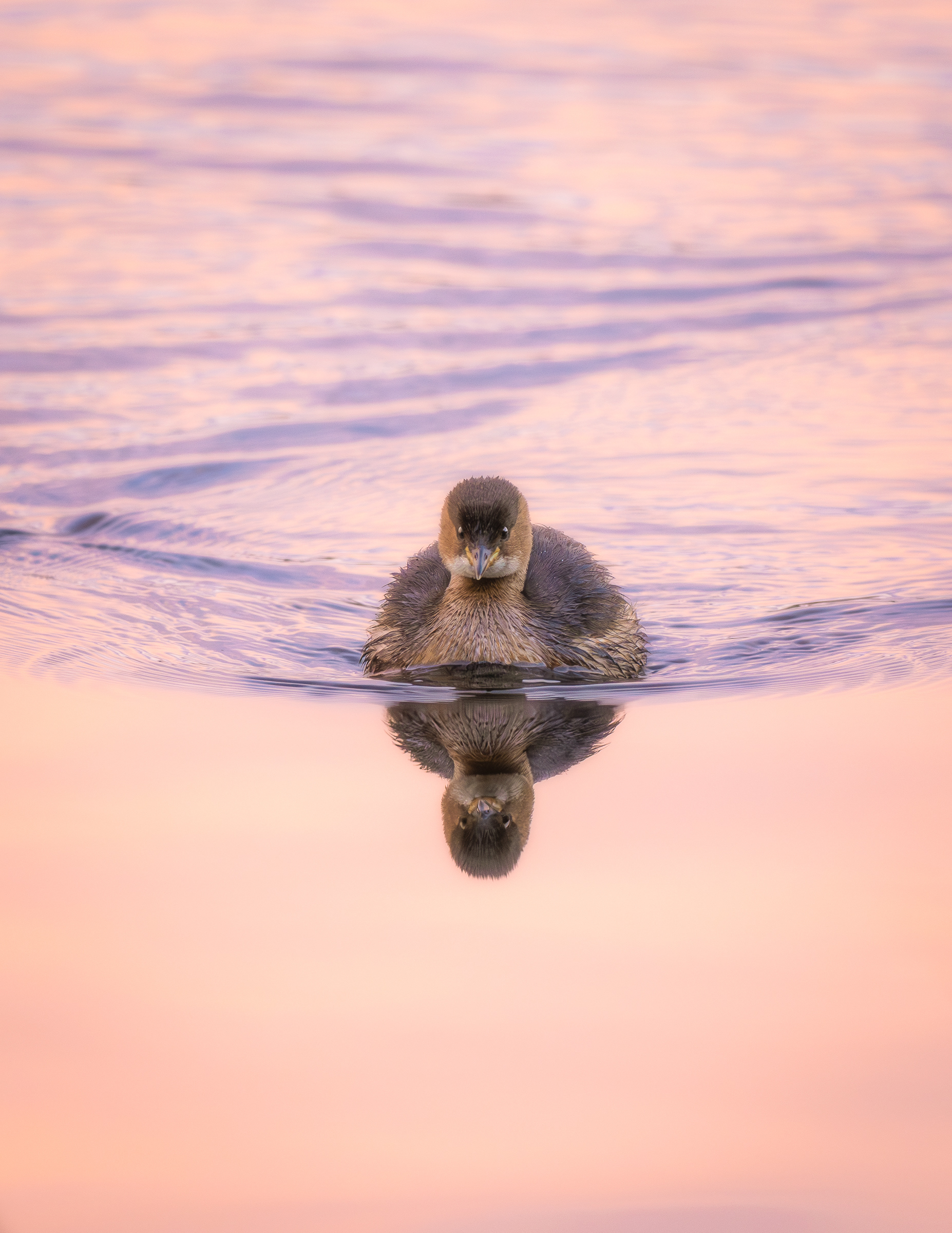 Little Grebe