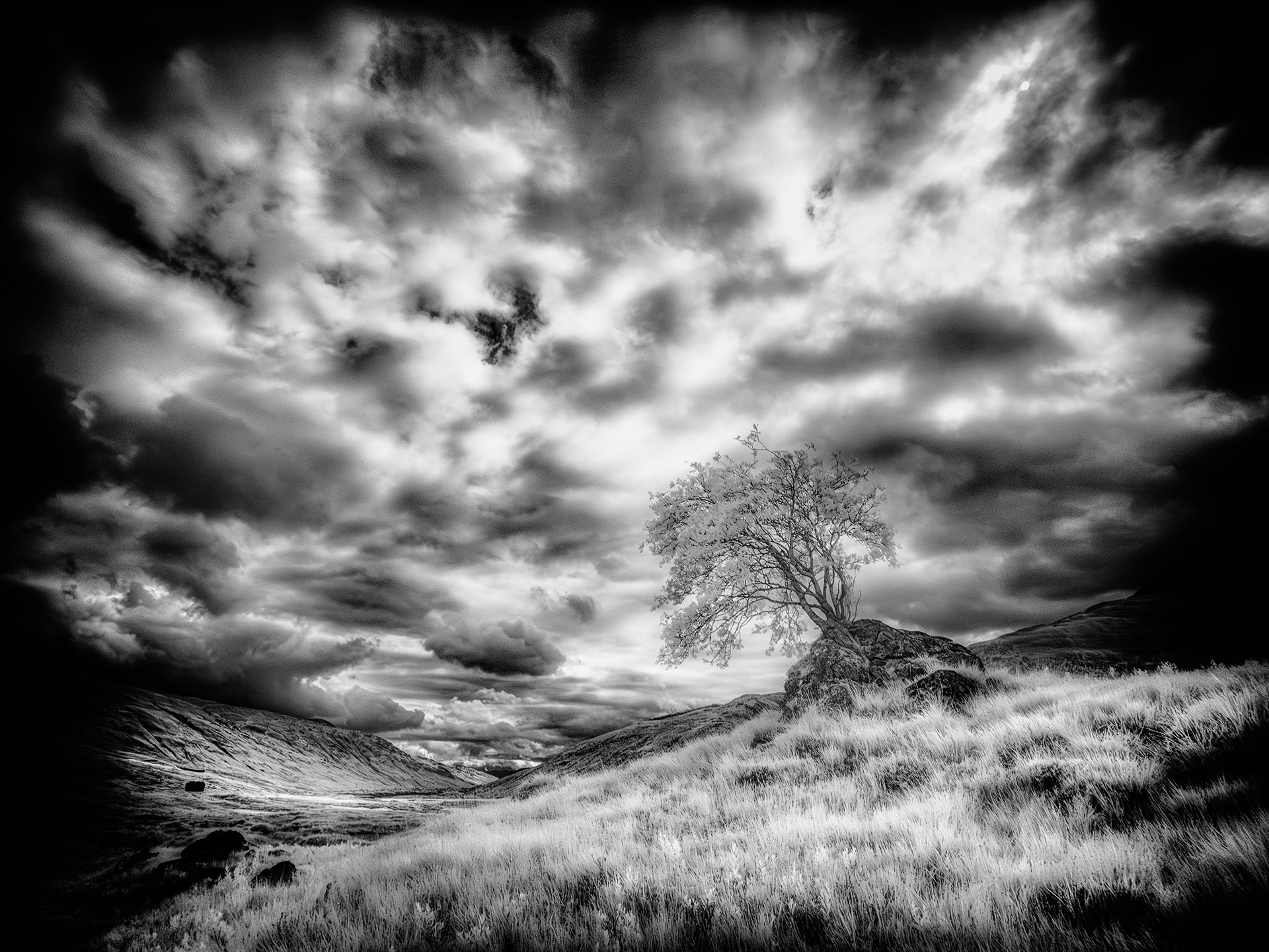 Rowan Tree, Glen Shiel