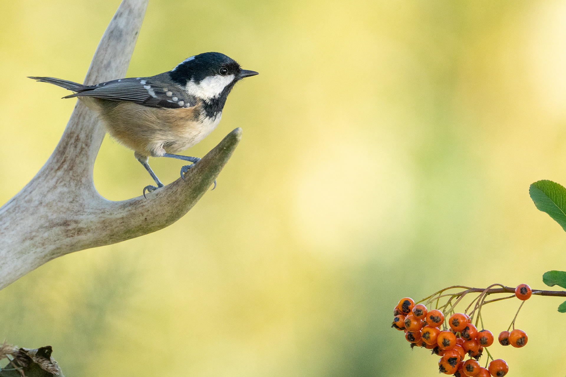 Coal Tit
