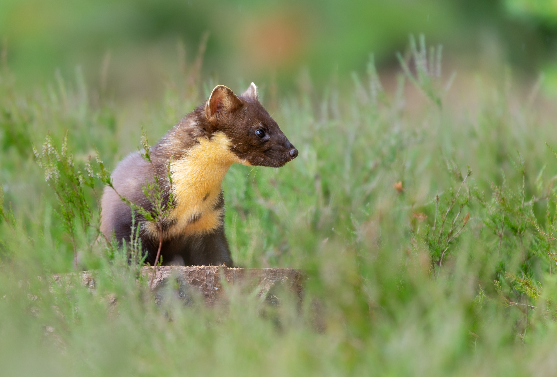 Pine Marten