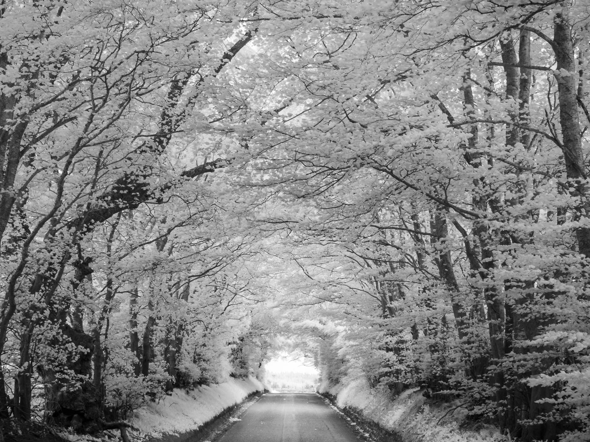 Beech Avenue, Nairnshire