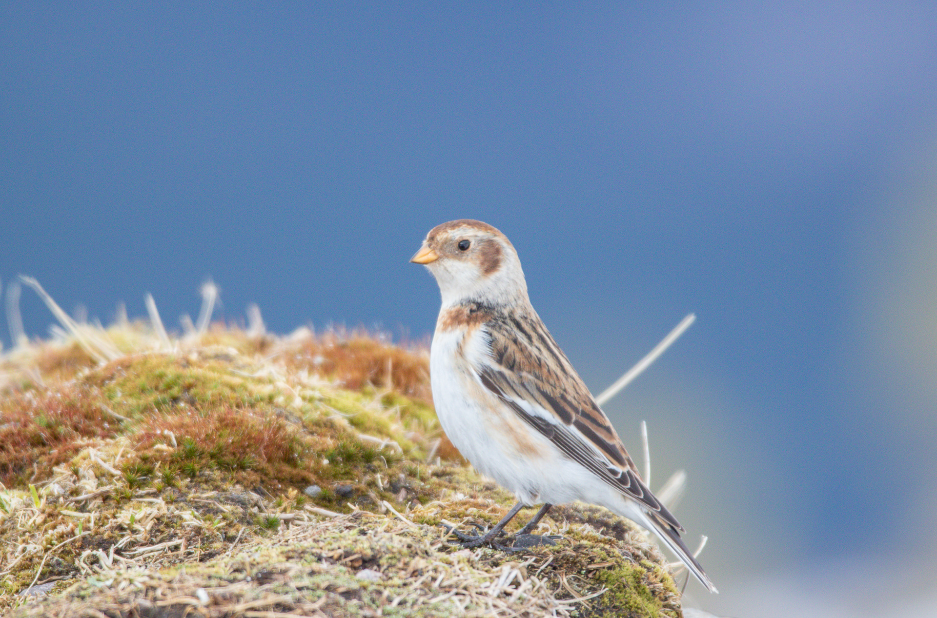 Snow Bunting