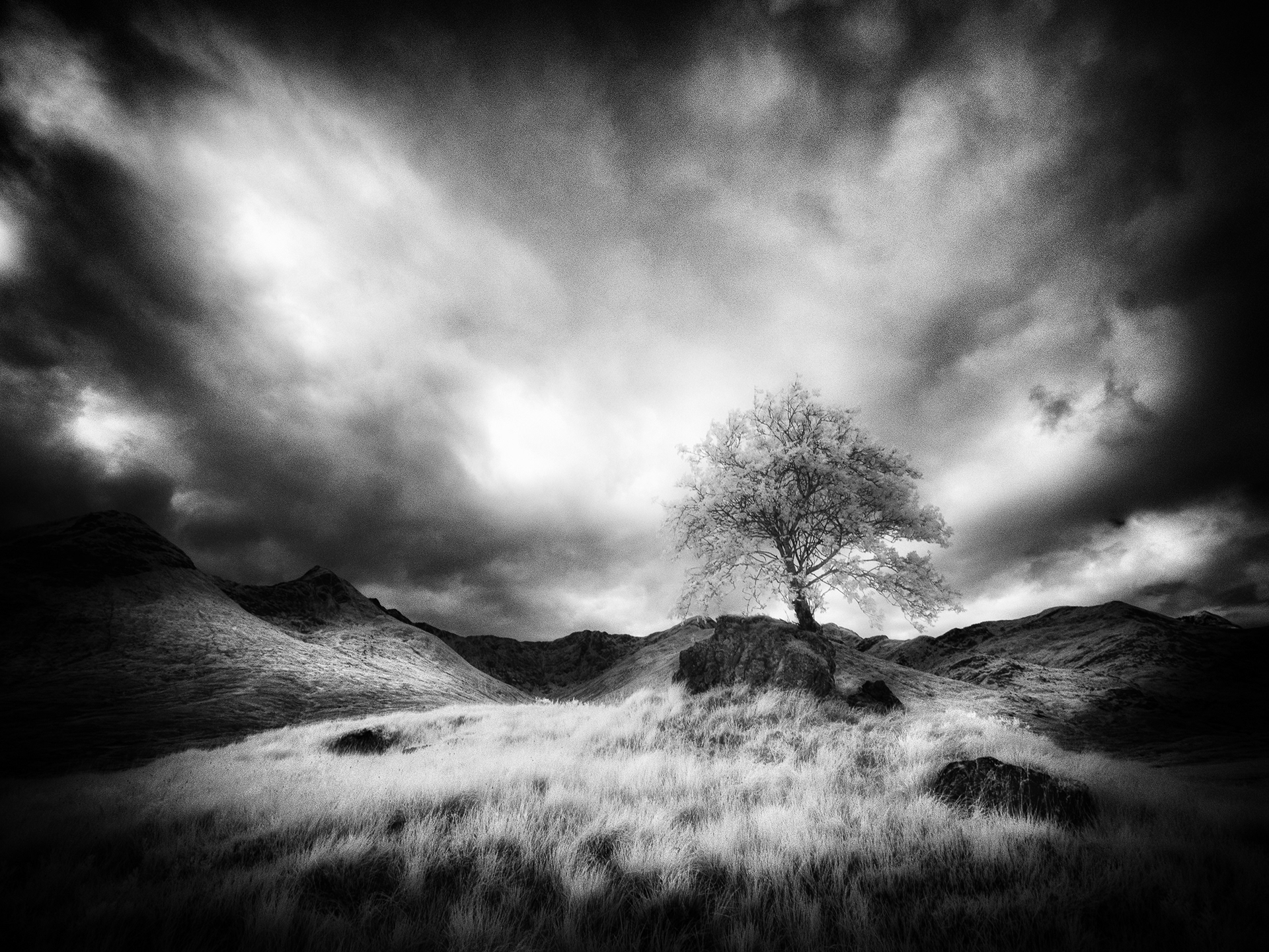 Rowan Tree, Glen Shiel