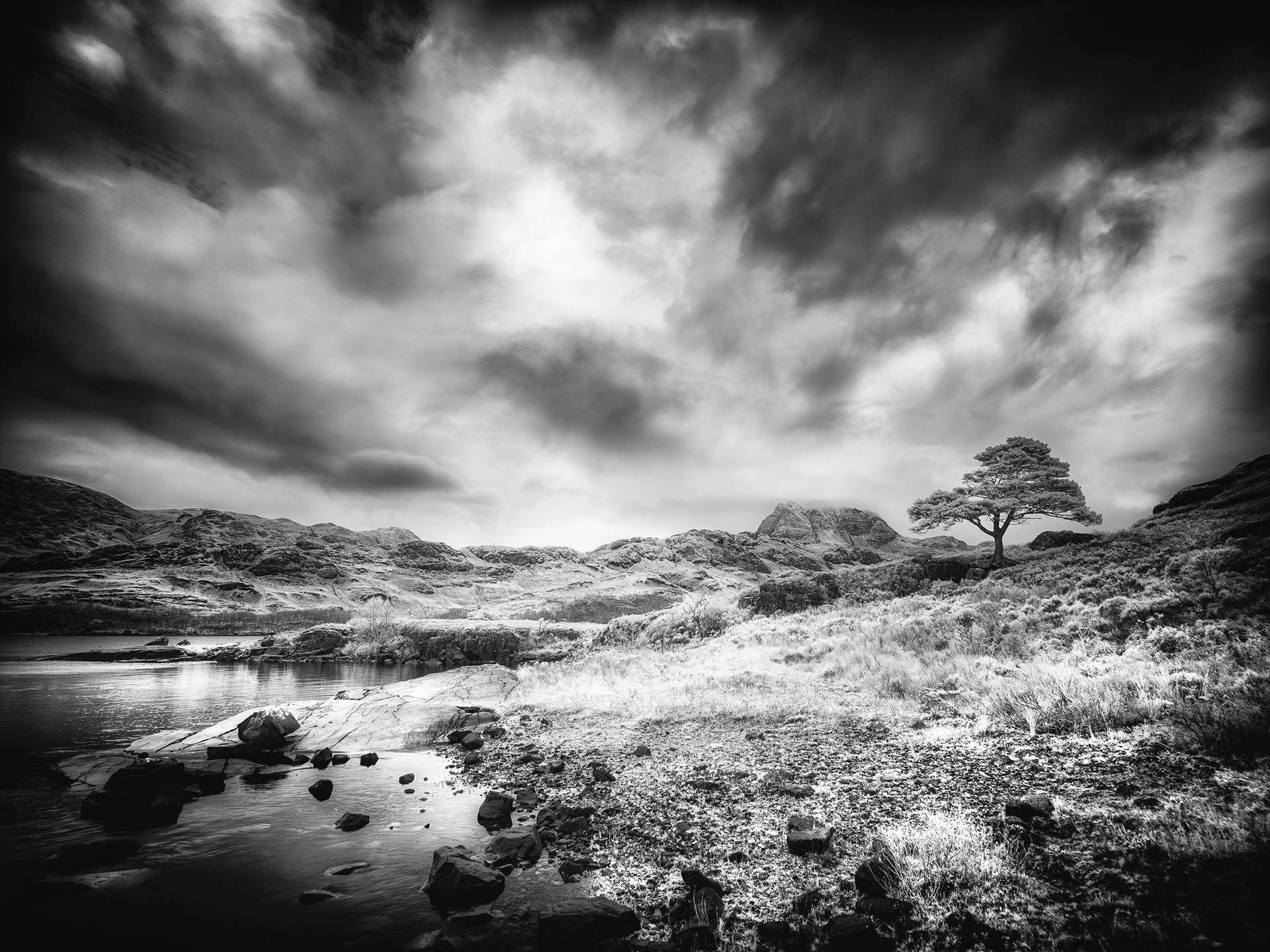 Scots Pine, Loch Maree
