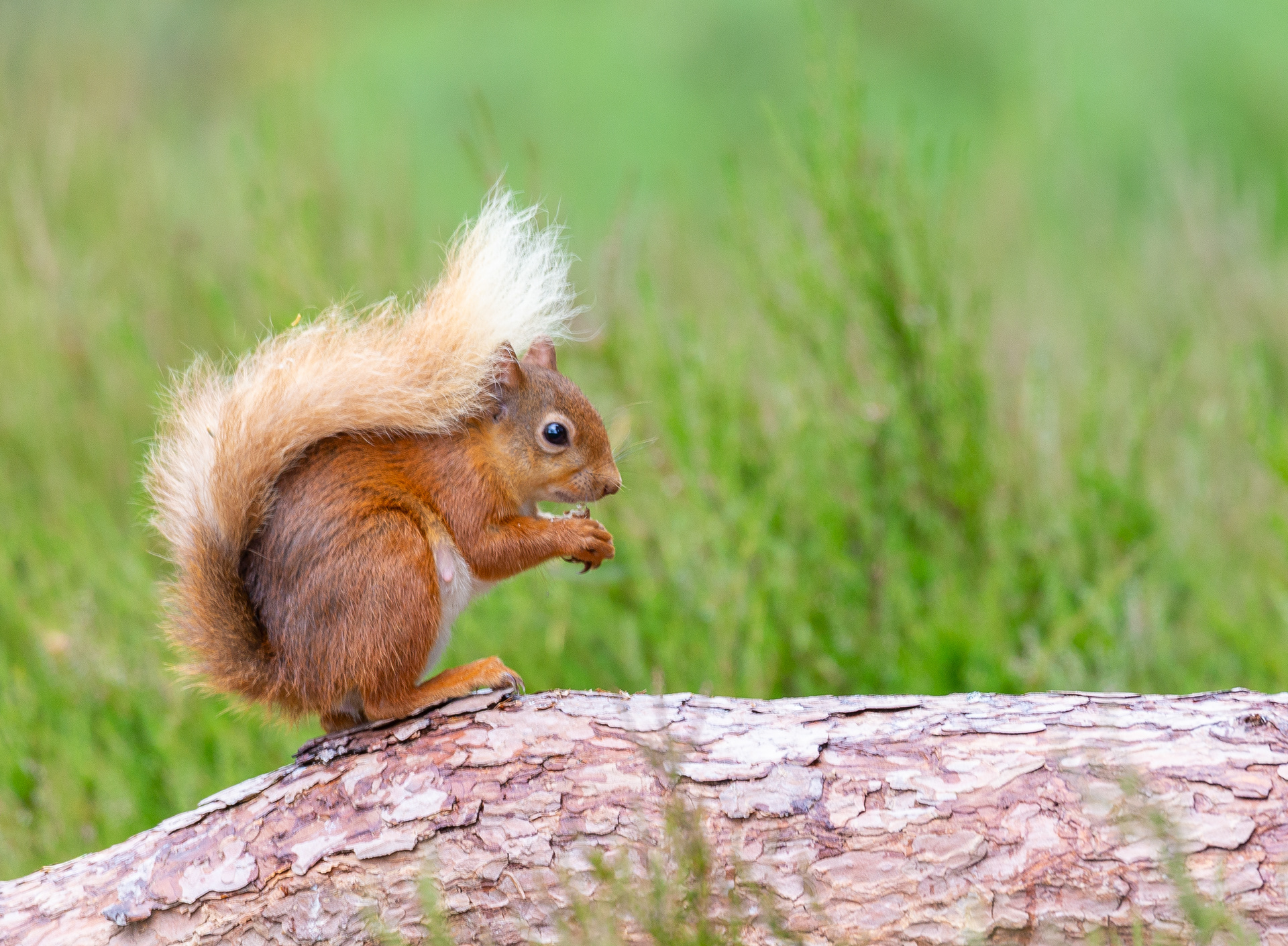 Red Squirrel