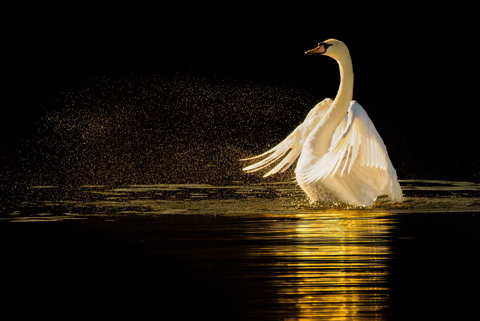 Mute Swan