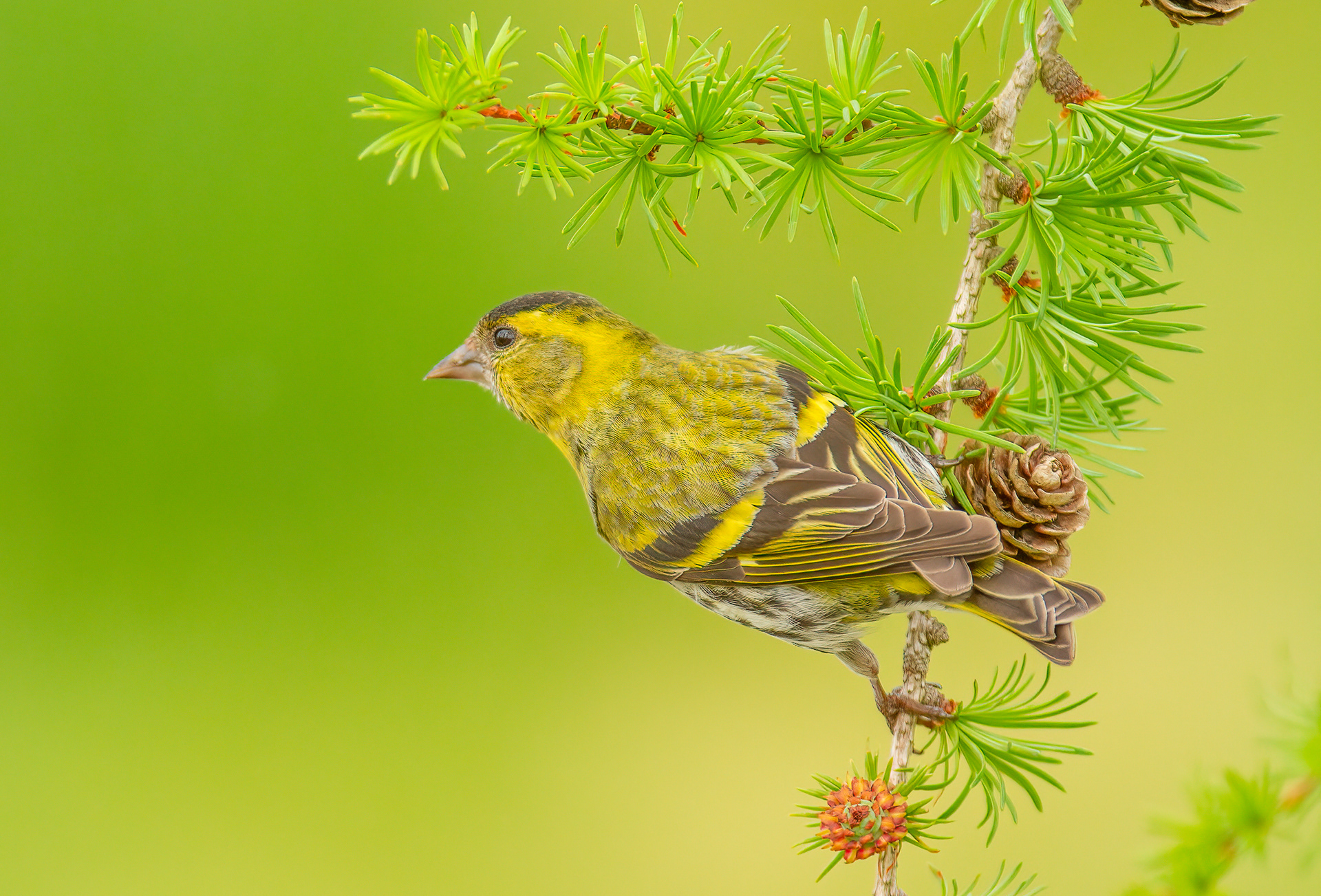 Siskin