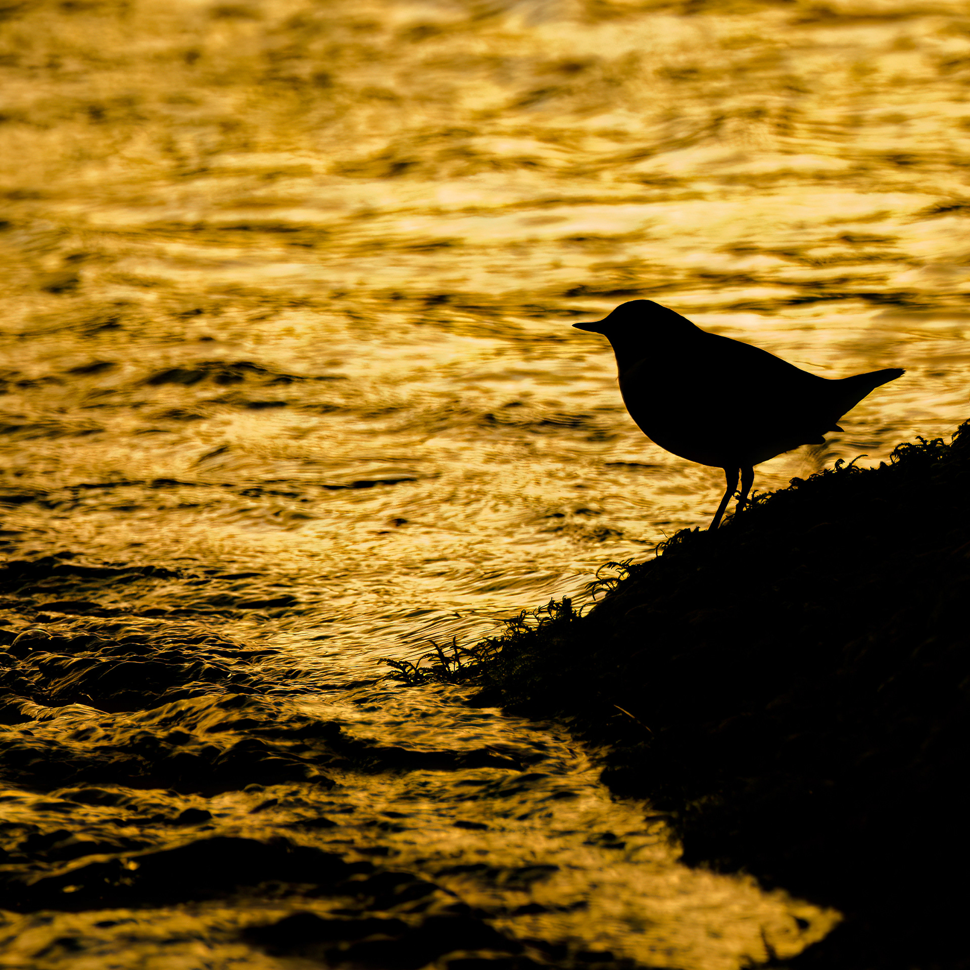 Dipper