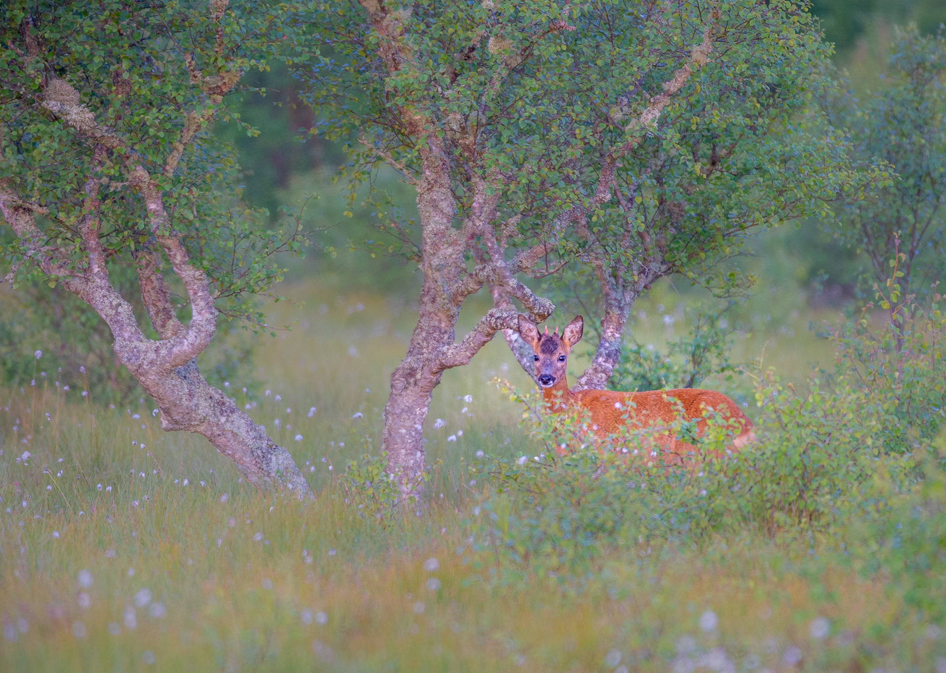 Roe Deer