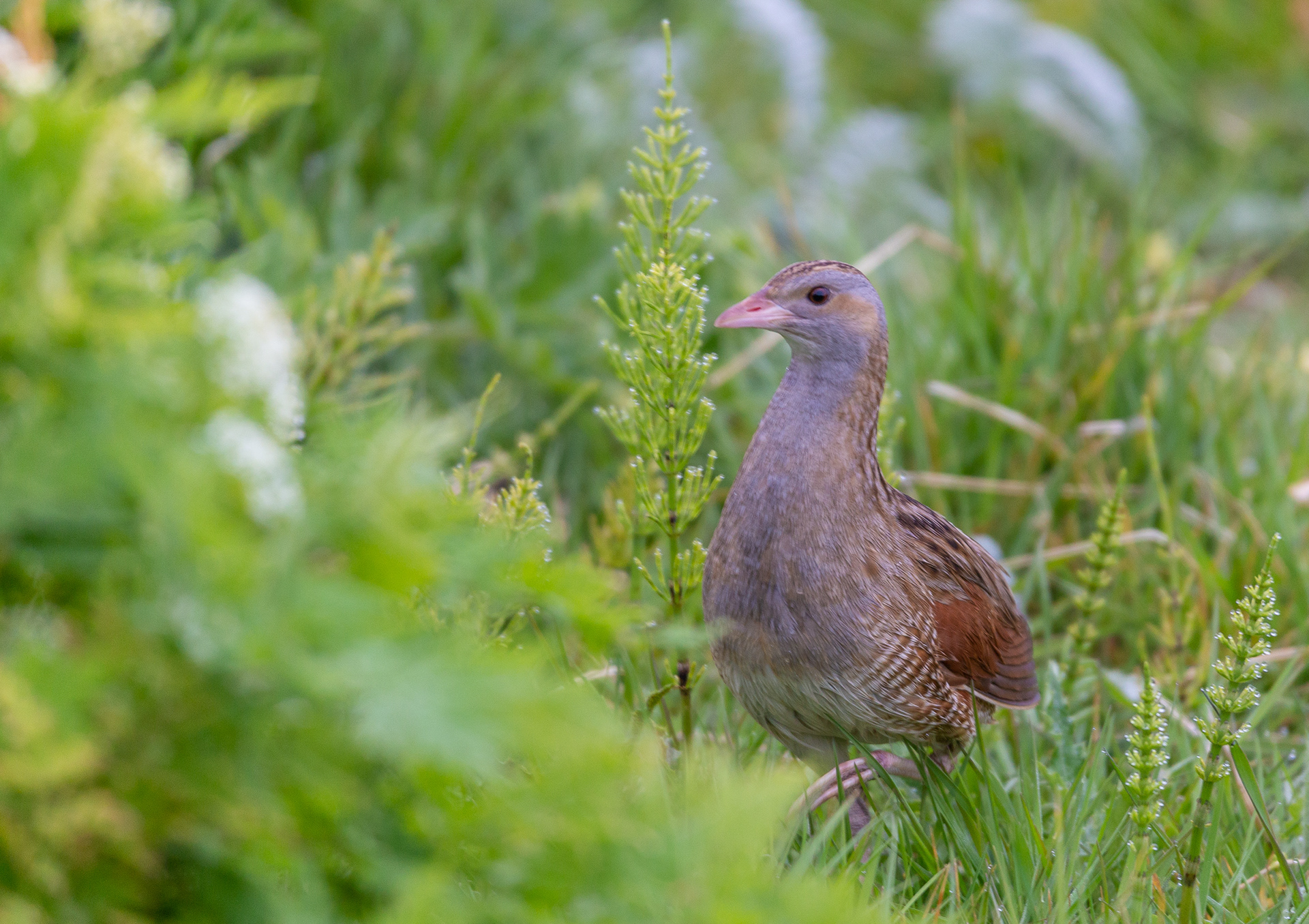 Corncrake