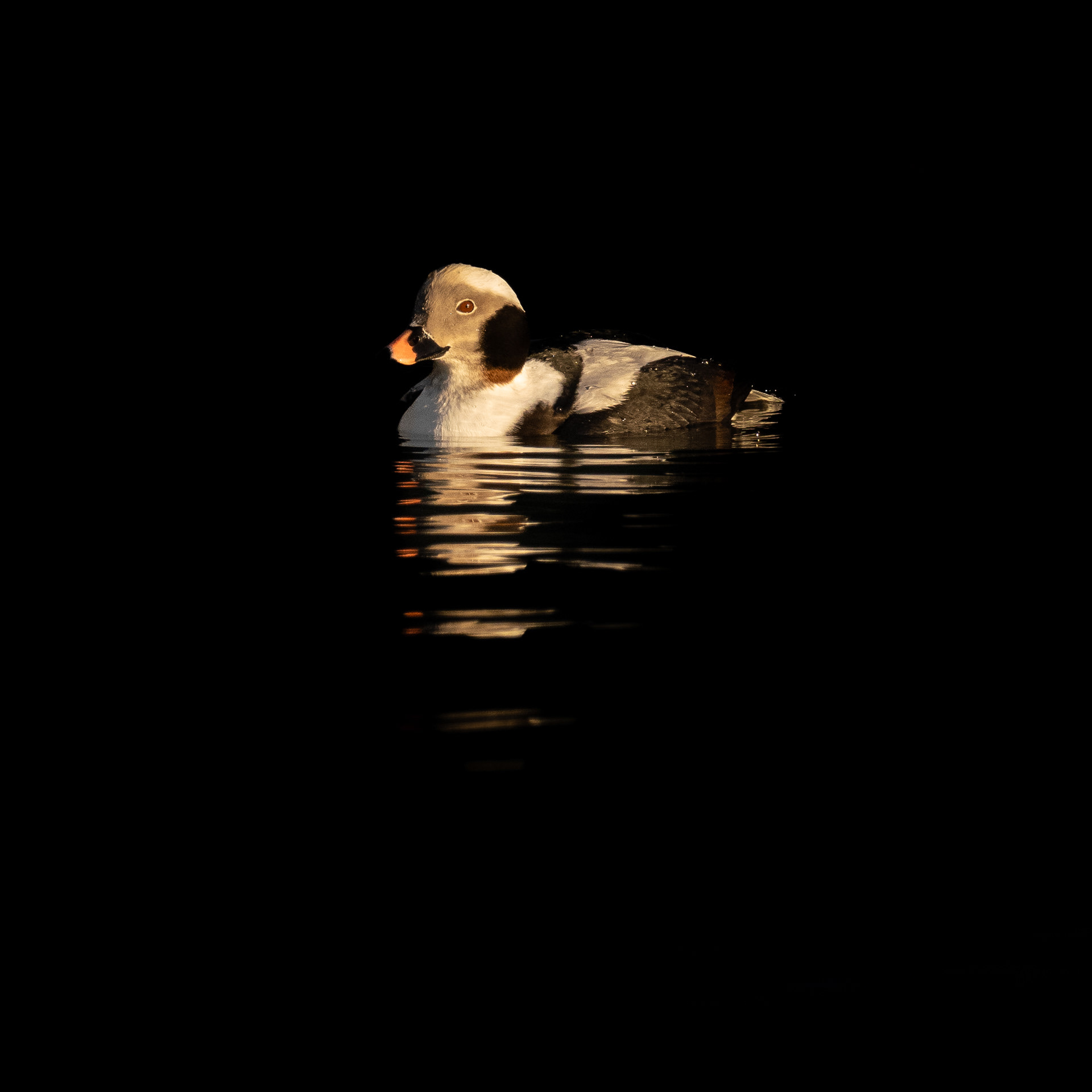 Long-tailed Duck