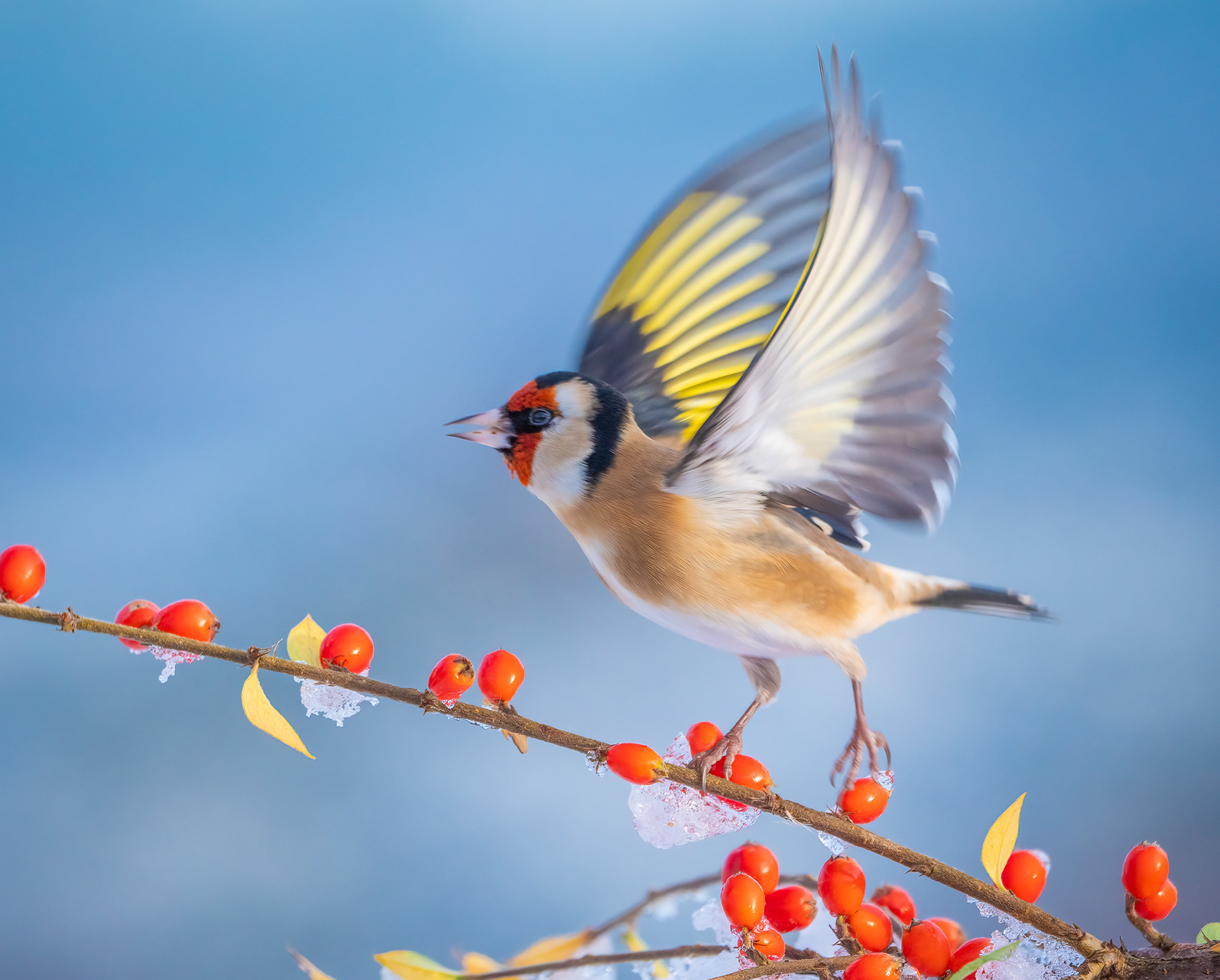 Goldfinch