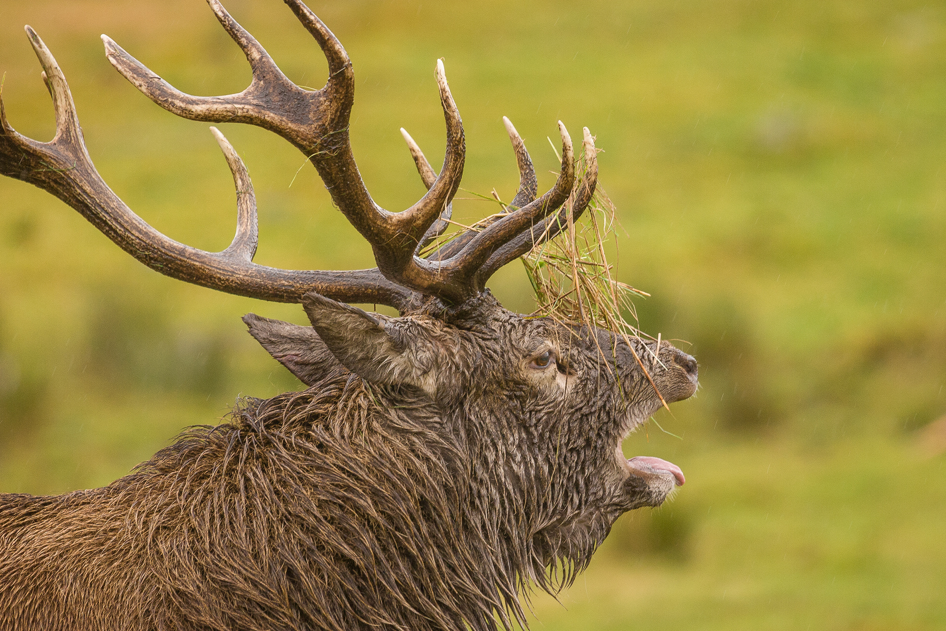 Red Deer