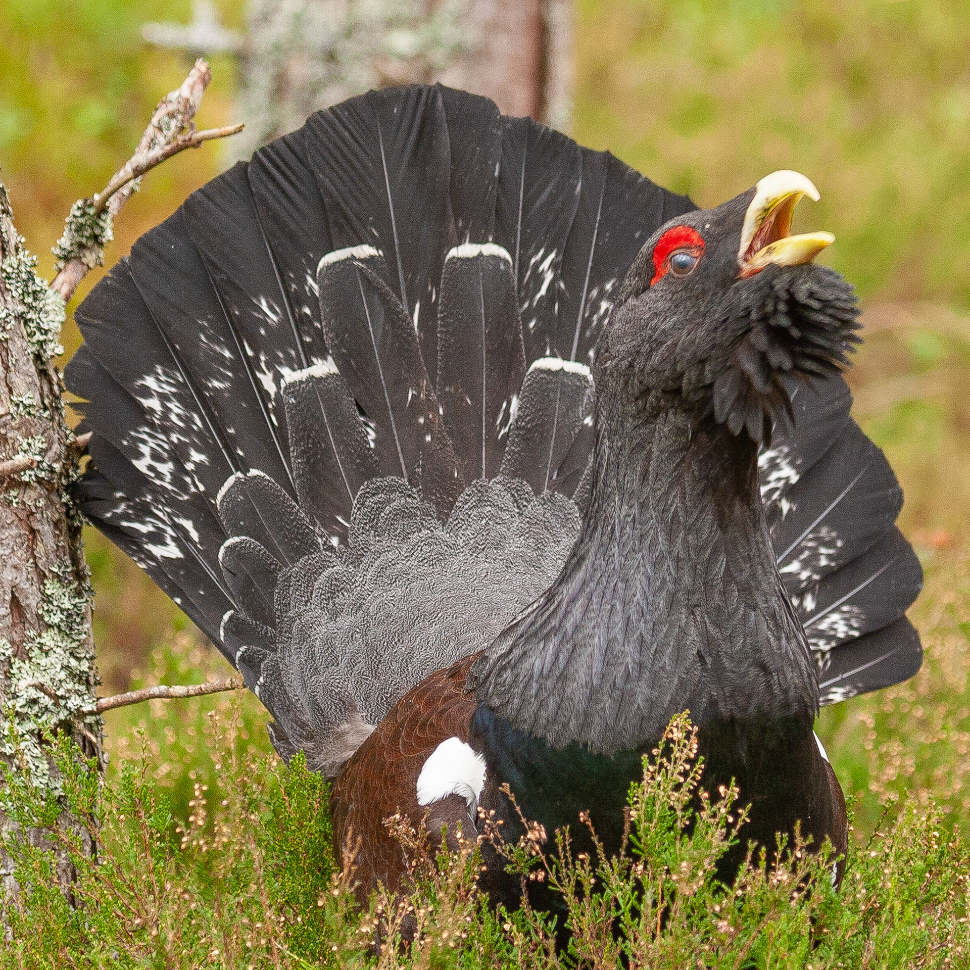 Capercaillie