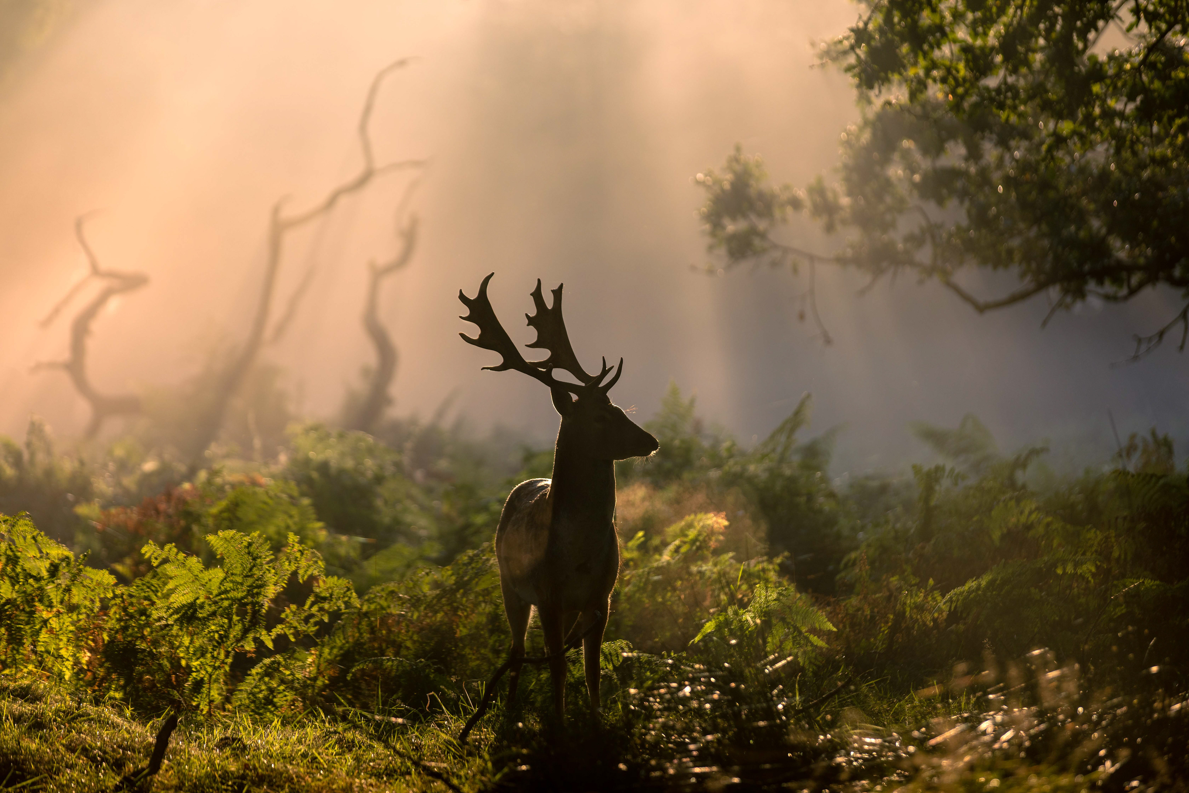 Deer in the Woods