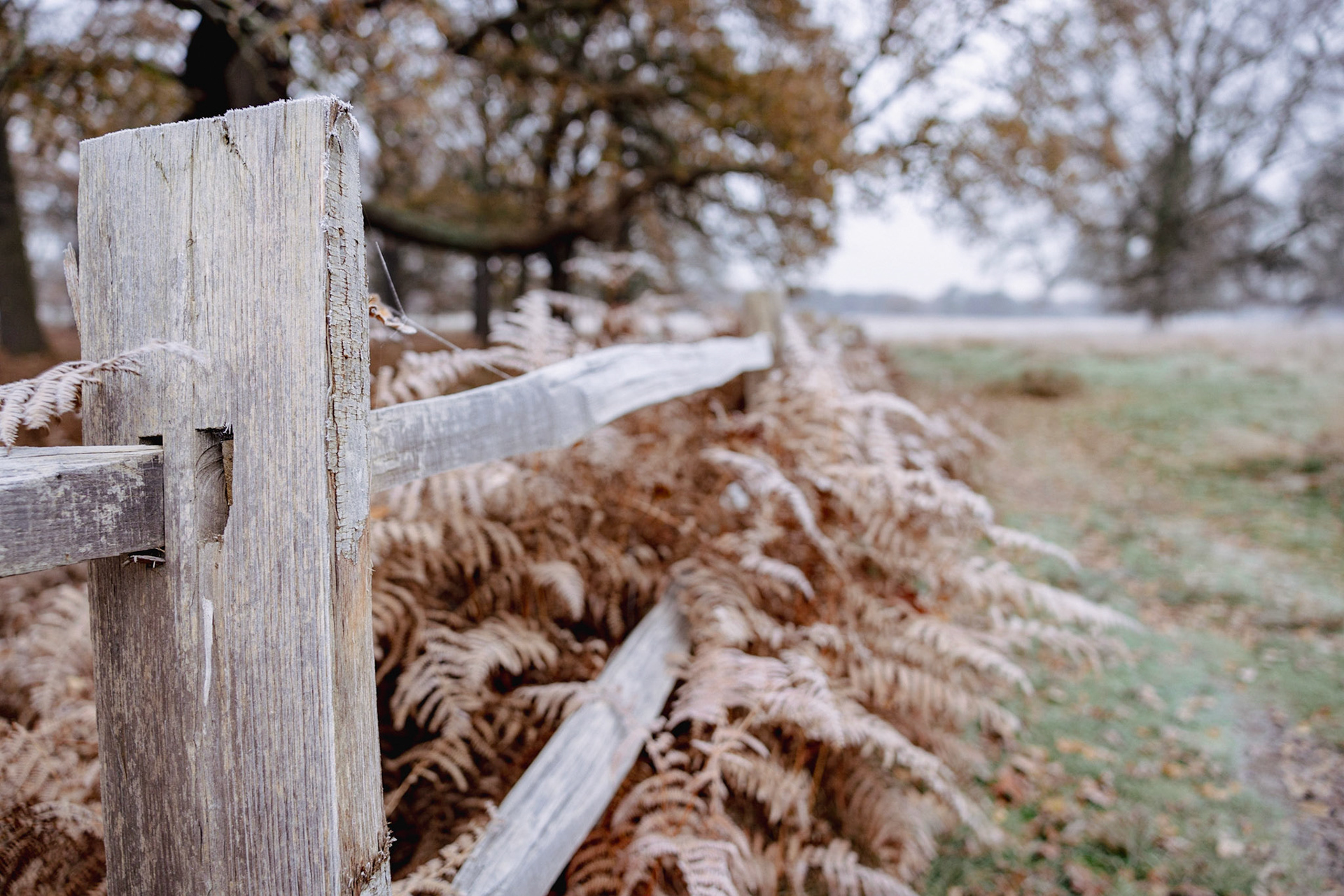 Winter Richmond Park 2
