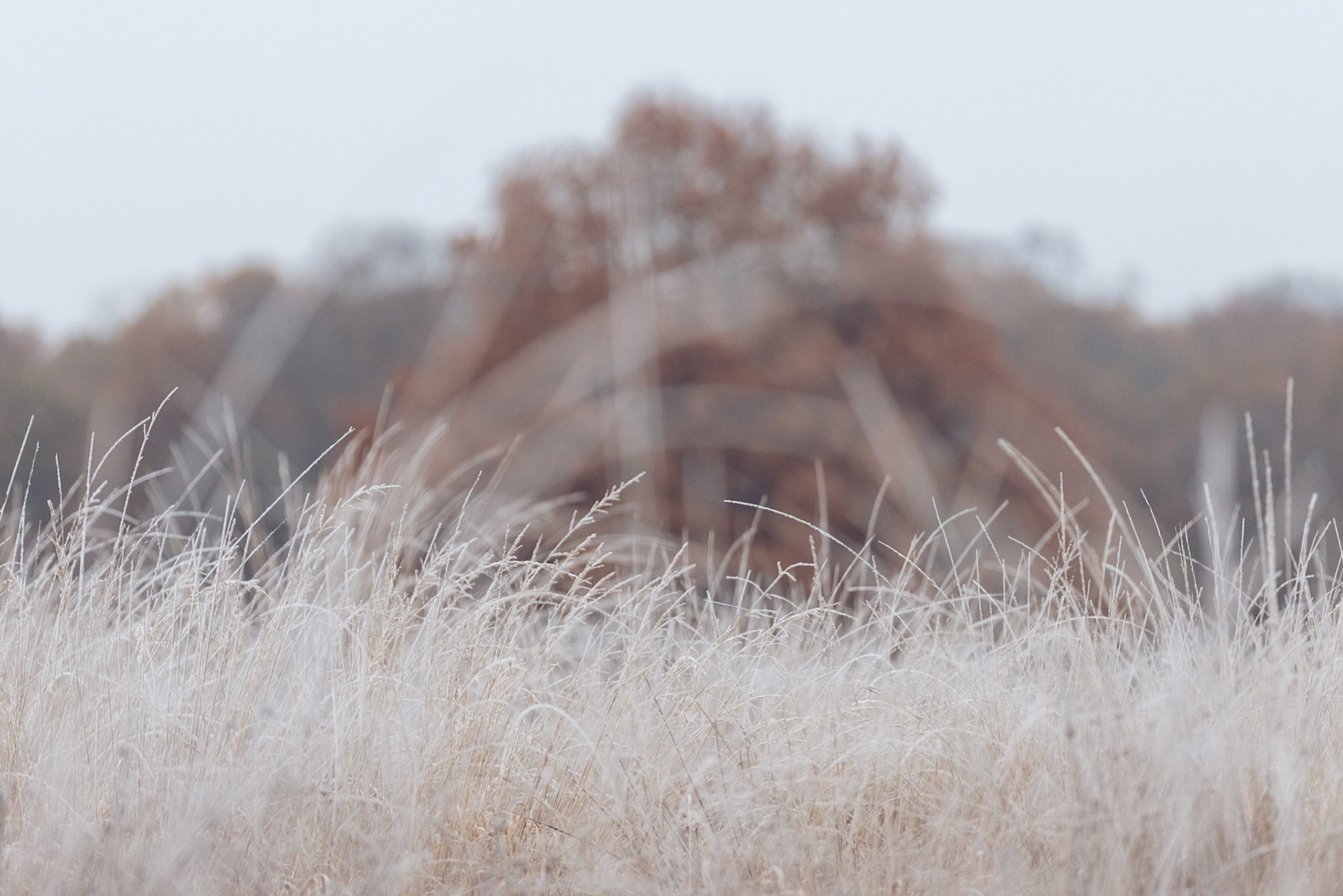 Winter Richmond Park 1