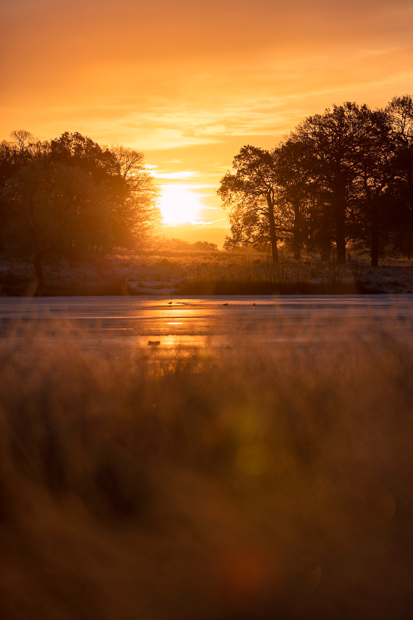Winter Sunrise over Pen Ponds, Richmond Pk 1