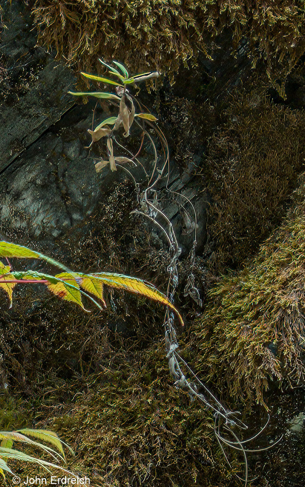 Vine Near Mendenhall Glacier II