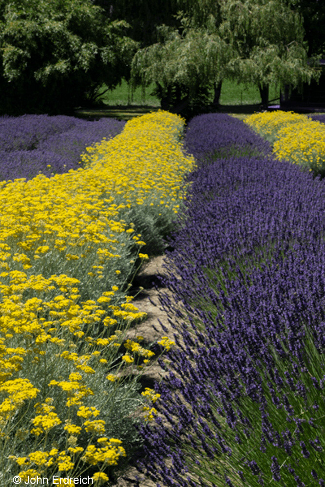 Lavender Field Olympic Peninsular