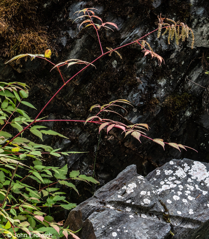 Vine Near Mendenhall Glacier I