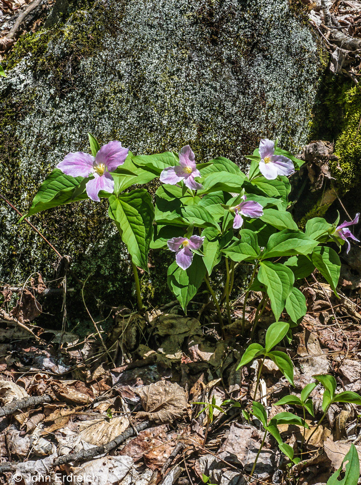 Trillium Great Smoky N.P.