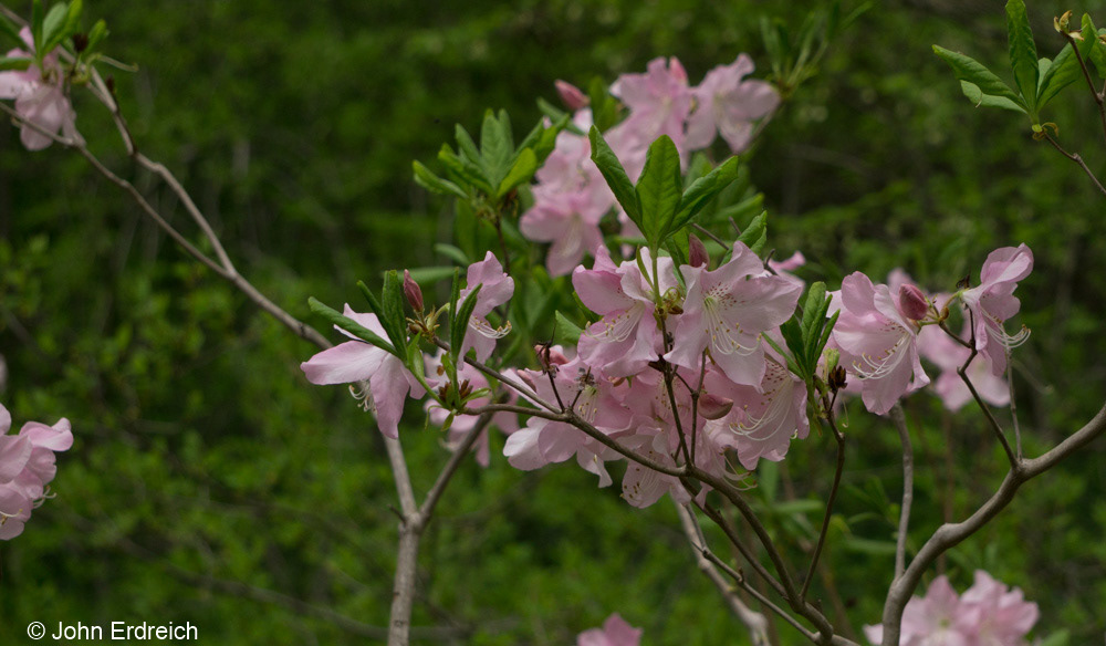 Rhododendrons