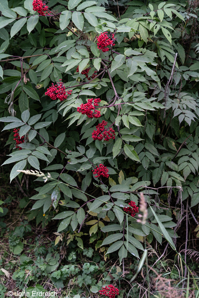 Alaska Foliage