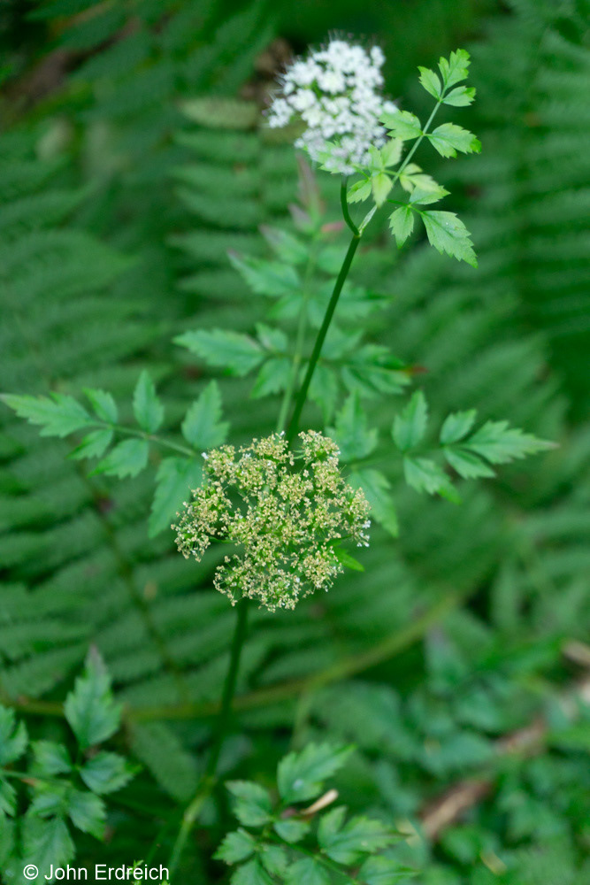 Summer Olympic Rainforest