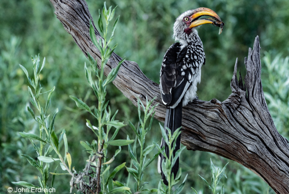 Bird with Insect