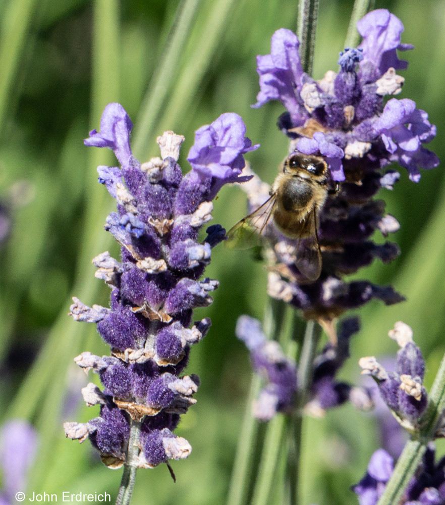 Lavender and Bee