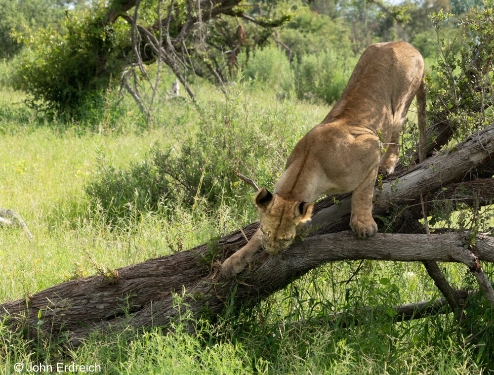 Stalking Lioness I