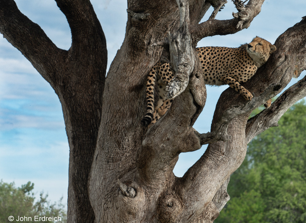 Posing Cheeta II