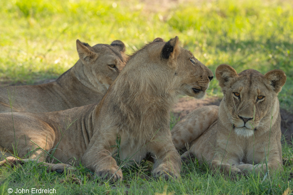 Young Lions