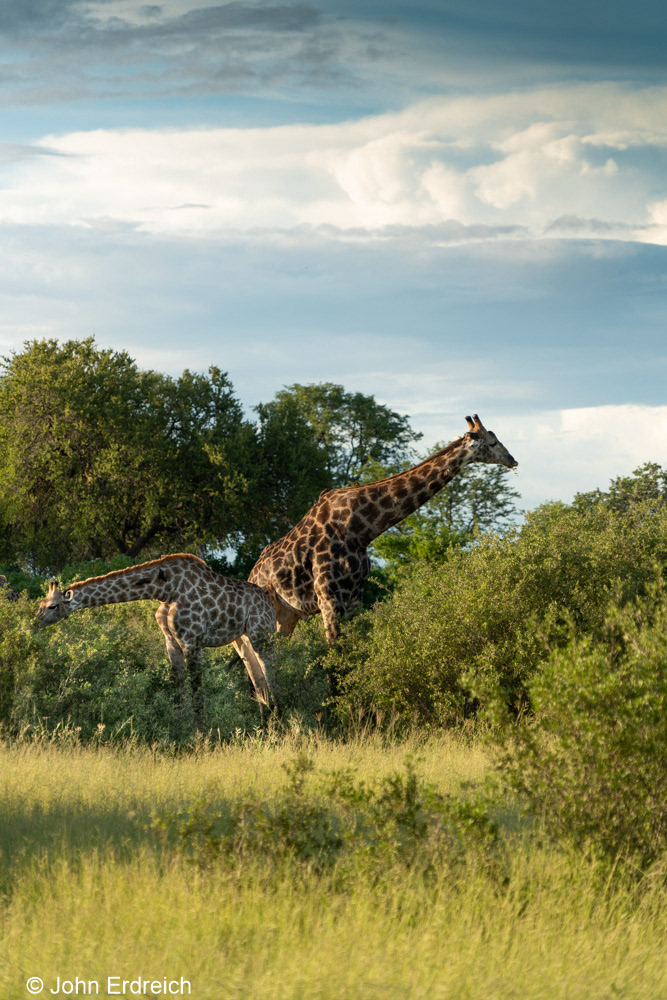 Giraffes High and Low