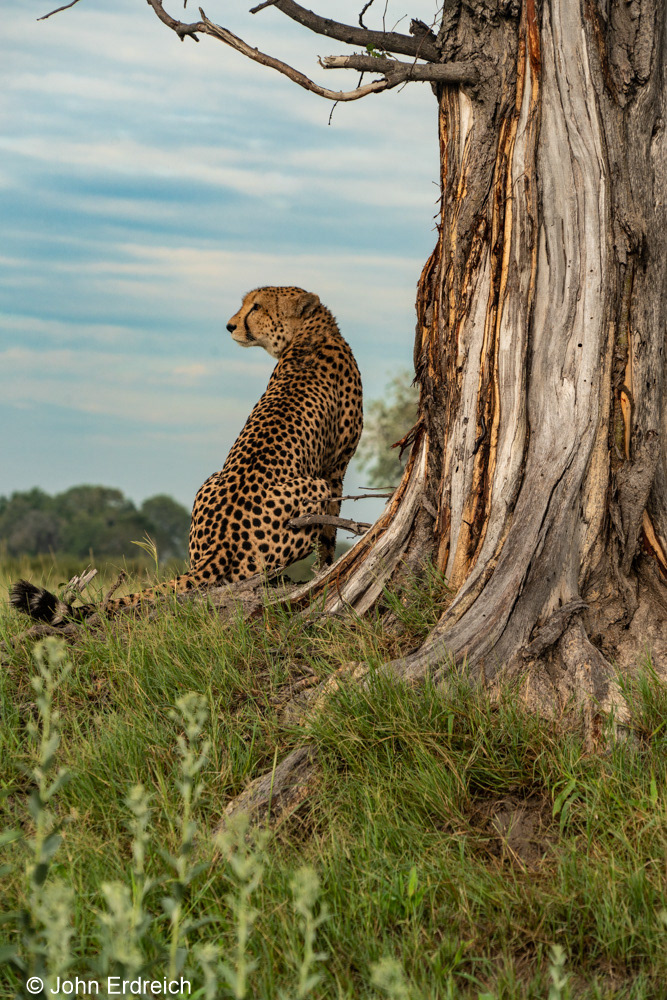 Posing Cheeta