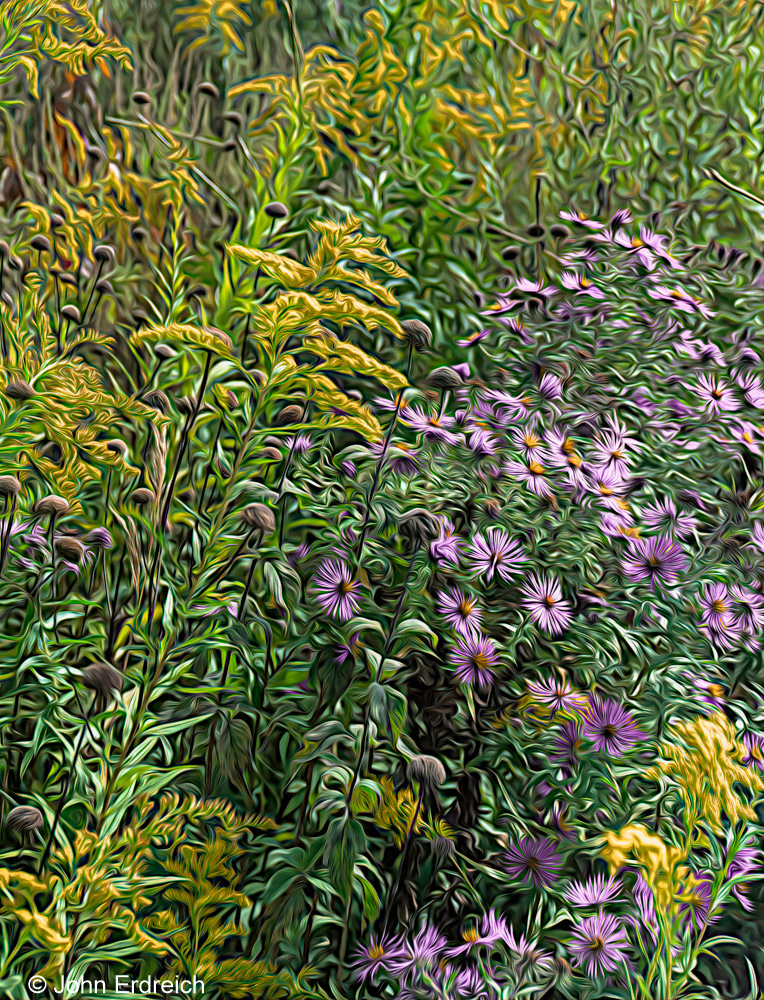 Goldenrod and Aster II