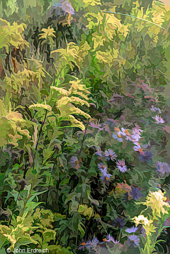 Goldenrod and Asters II