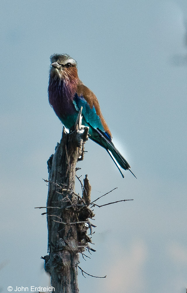 Searching for Dinner