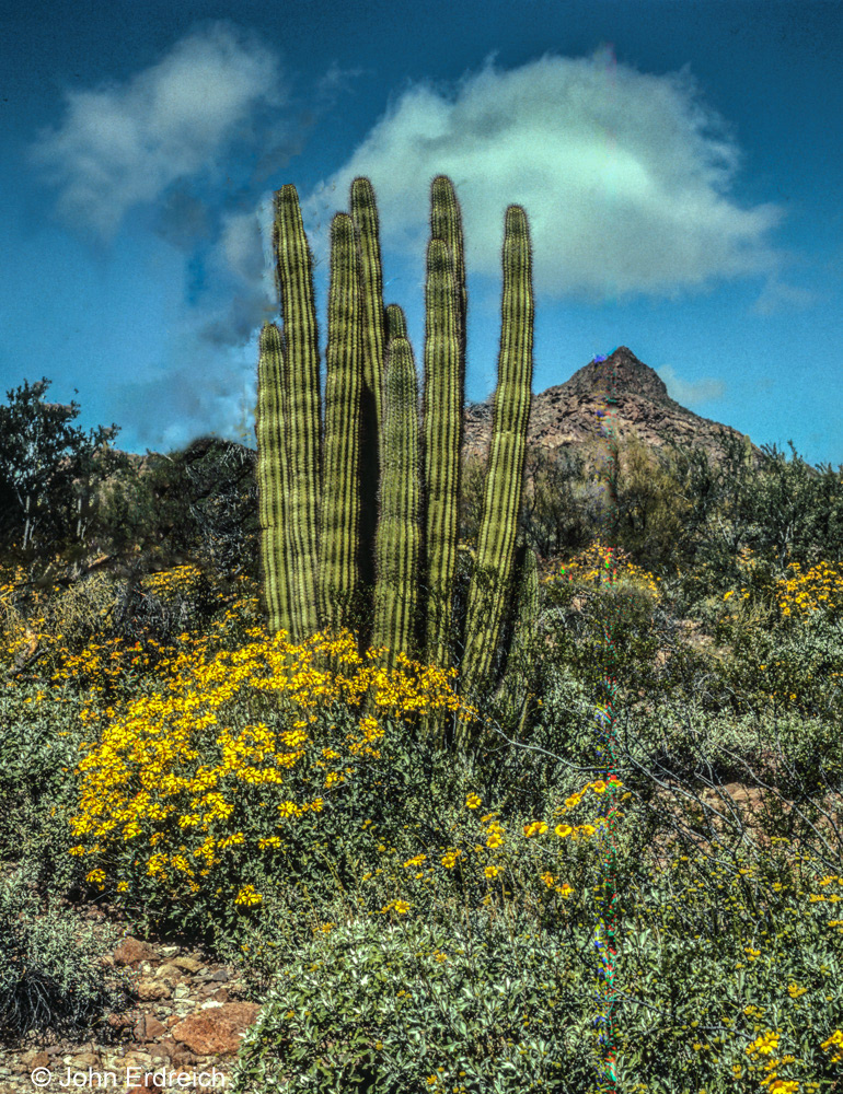 Saguaro N.P. Arizona