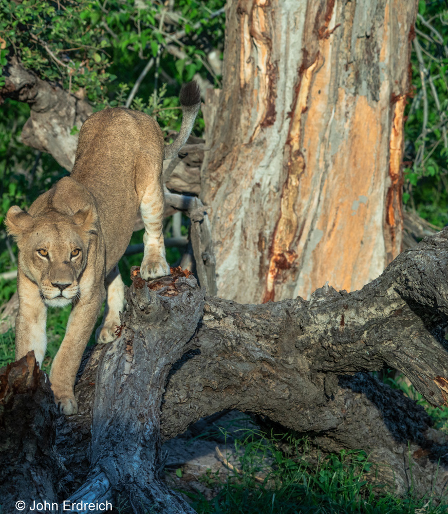 Stalking Lioness II