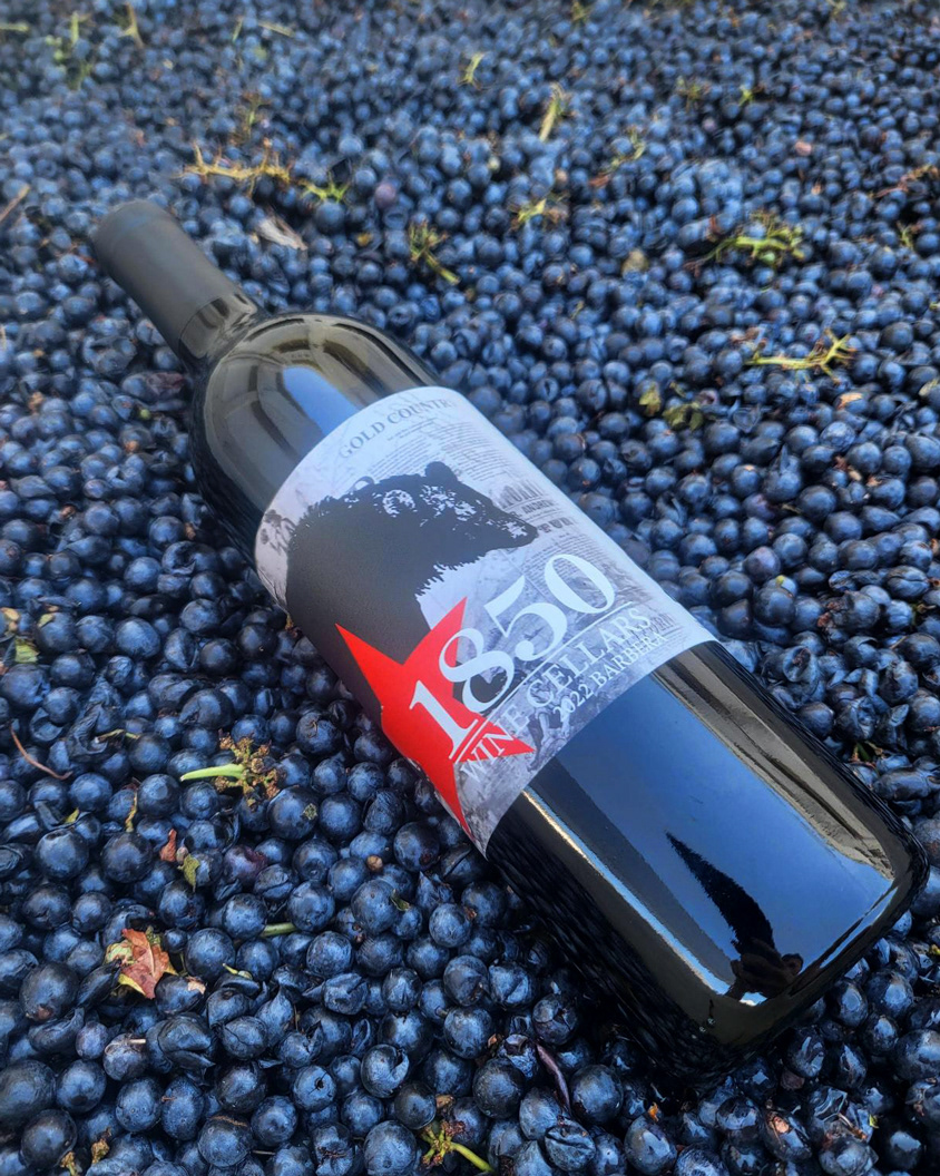 Bottle of Barbera on grapes