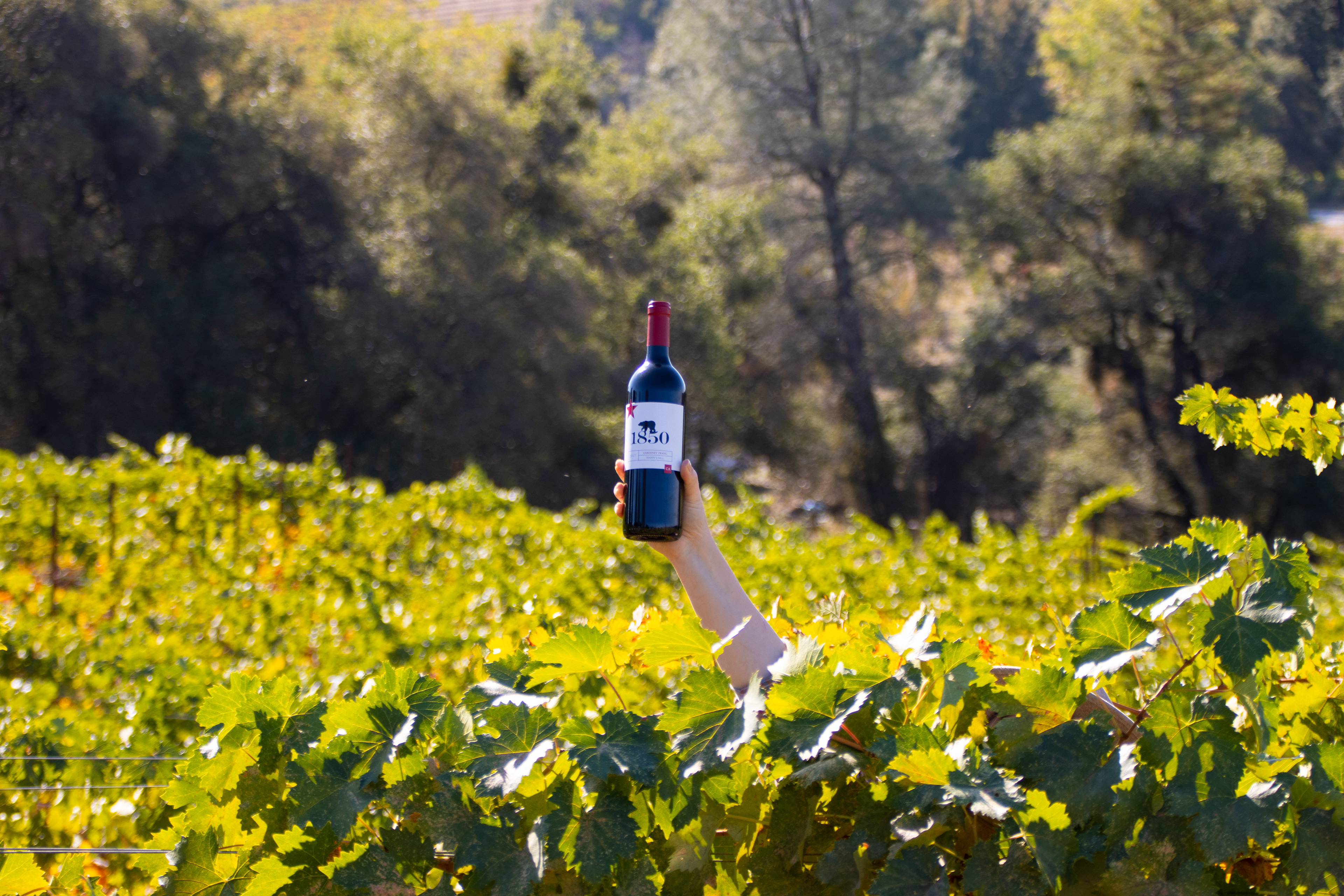 Wine bottle being held up in vineyard