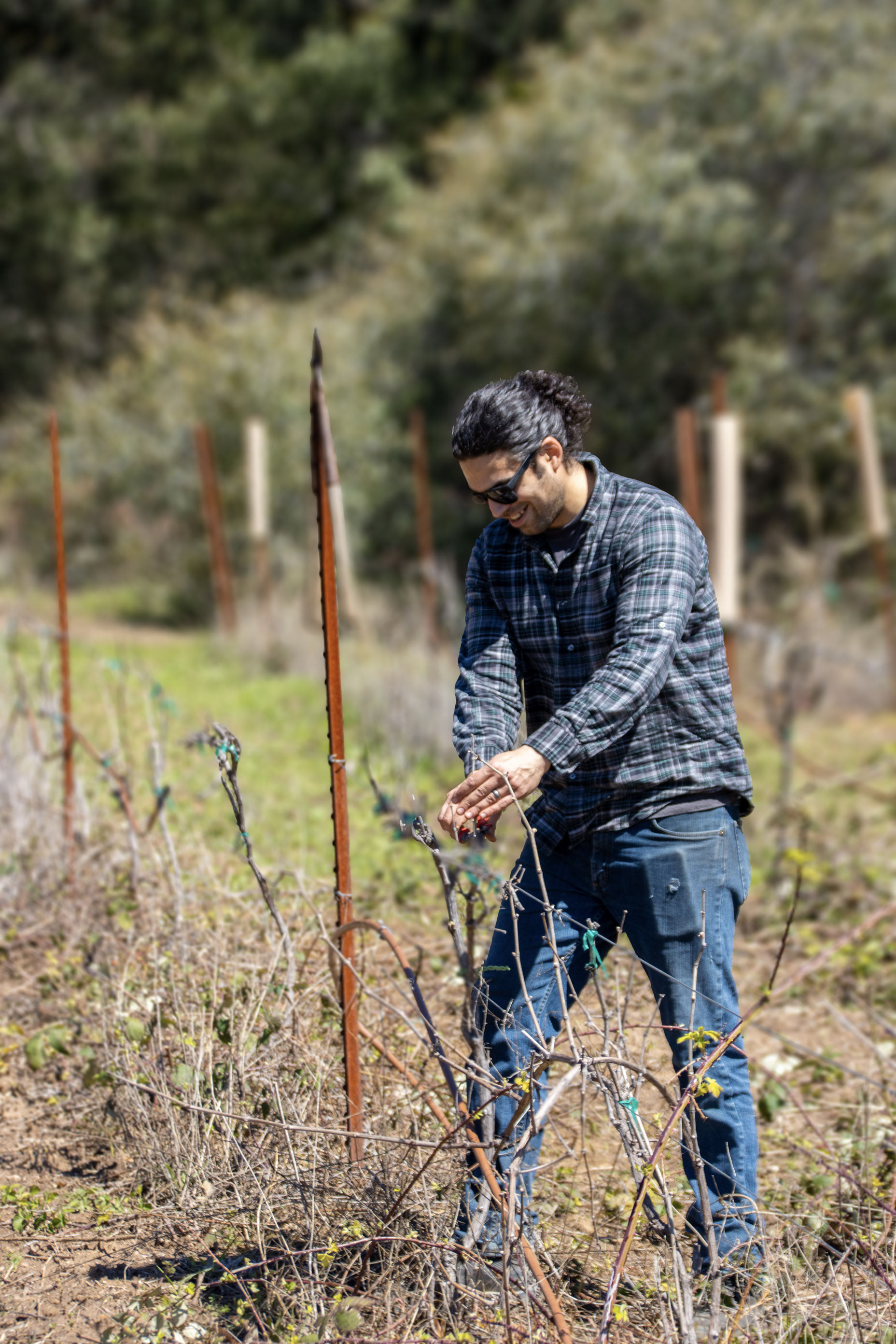 Brian pruning vineyard
