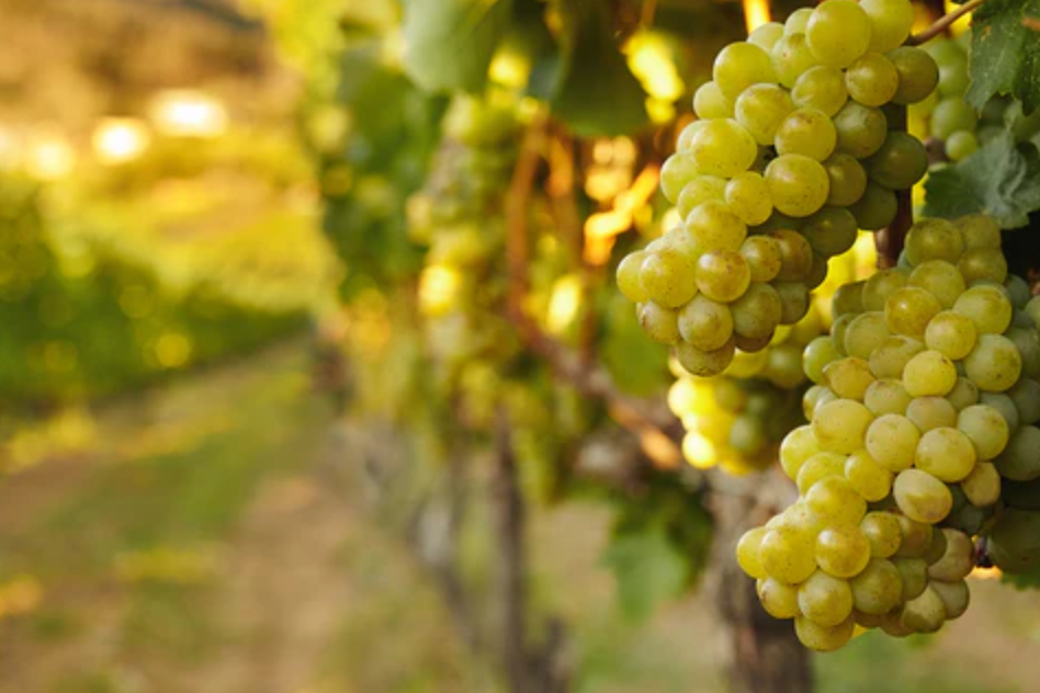 Grapes